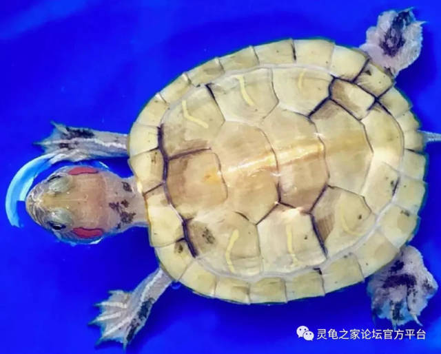 异军崛起——细说变异巴西龟