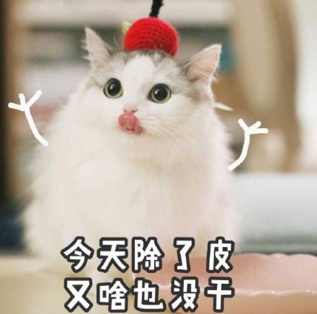猫咪沙雕表情包:儿女情长什么的,真的很影响大哥行走江湖啊