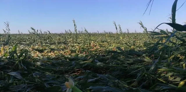 苏木白音诺尔嘎查,格日苏木部分地区遭受冰雹,大风,强降雨灾害,玉米