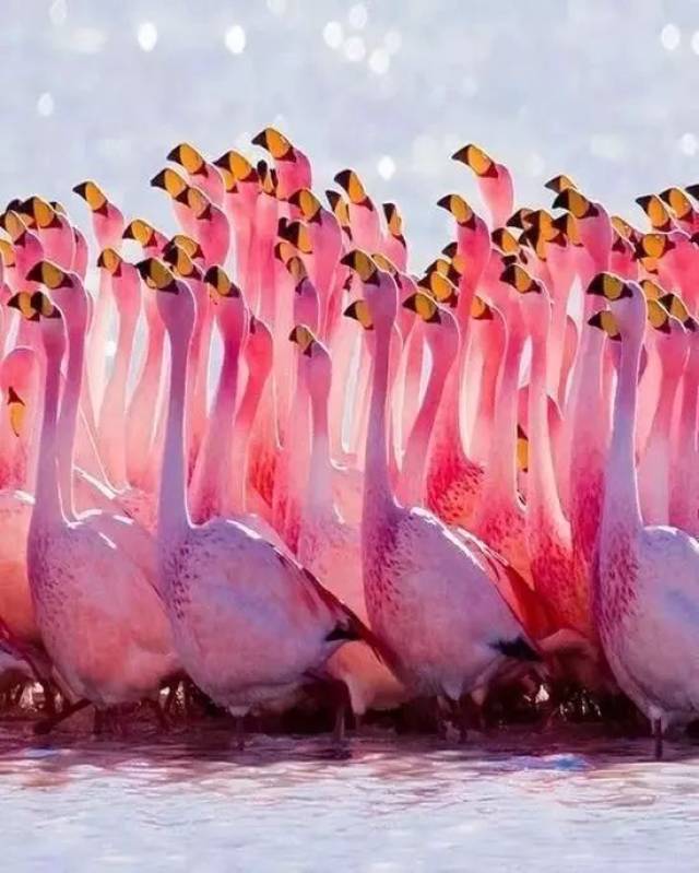 你是否女生,你都会被肯尼亚纳库鲁湖,那成群的粉红色的火烈鸟惊艳震撼
