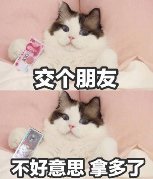 猫咪沙雕表情包:儿女情长什么的,真的很影响大哥行走江湖啊