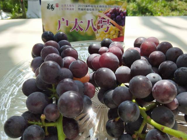 2018灞桥葡萄采摘旅游季邀您品甜美葡萄,赏金秋灞桥!
