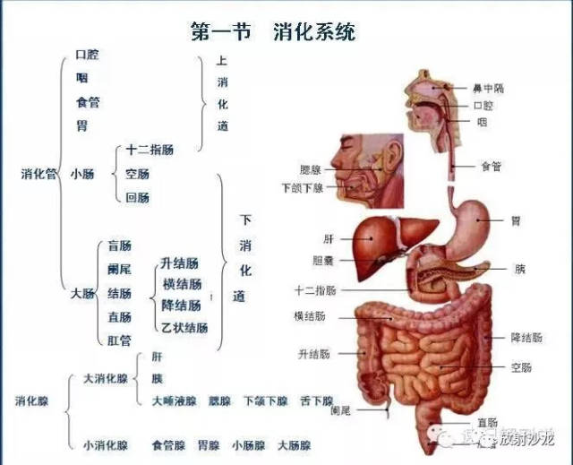 速记解剖歌诀及注释(超级精华)——消化呼吸系统