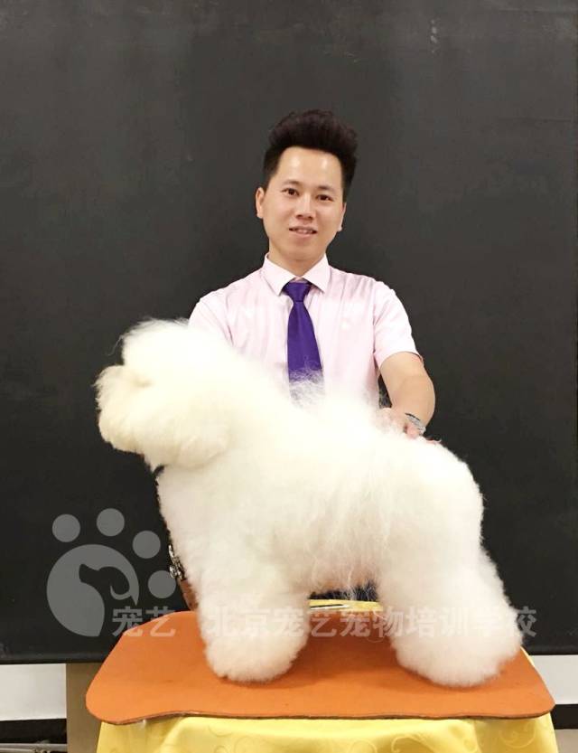 宠艺名师~王杰老师比熊犬修剪过程和前后对比图