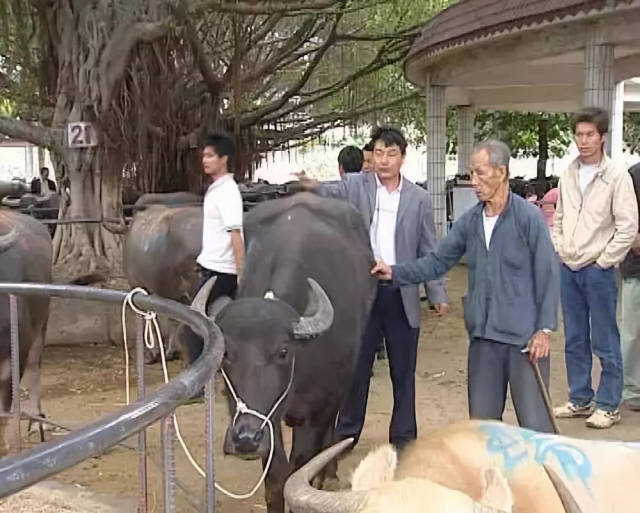 横沥牛墟俗语谚语,行语典故漫谈