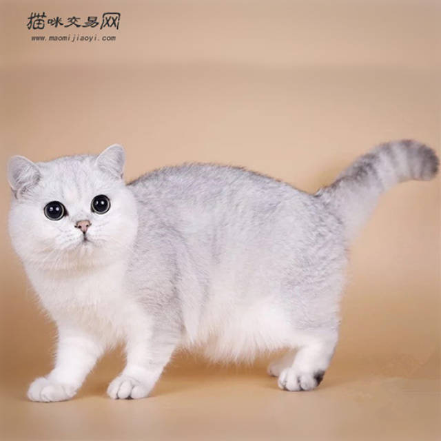 因为外形很难分辨贩子太猖獗,你要是自己养不生小猫就买一只2000左