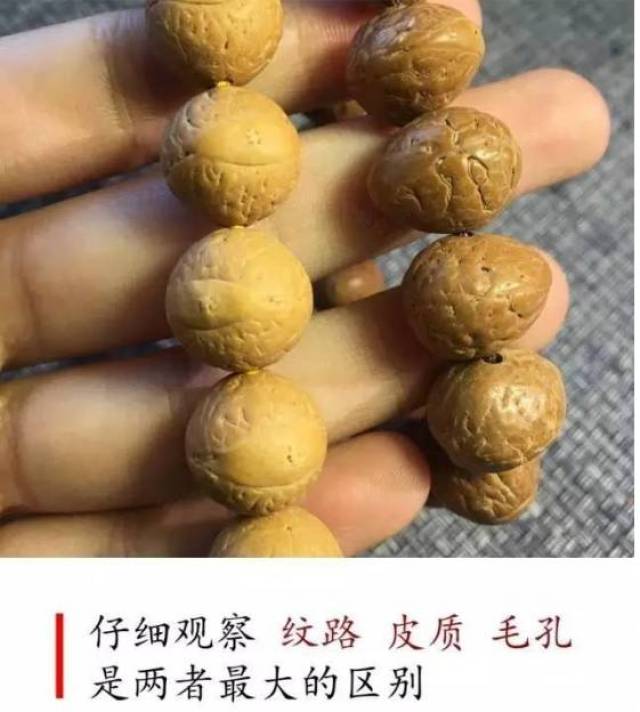 国产凤眼菩提和尼泊尔凤眼菩提有什么区别,新手怎么区分?