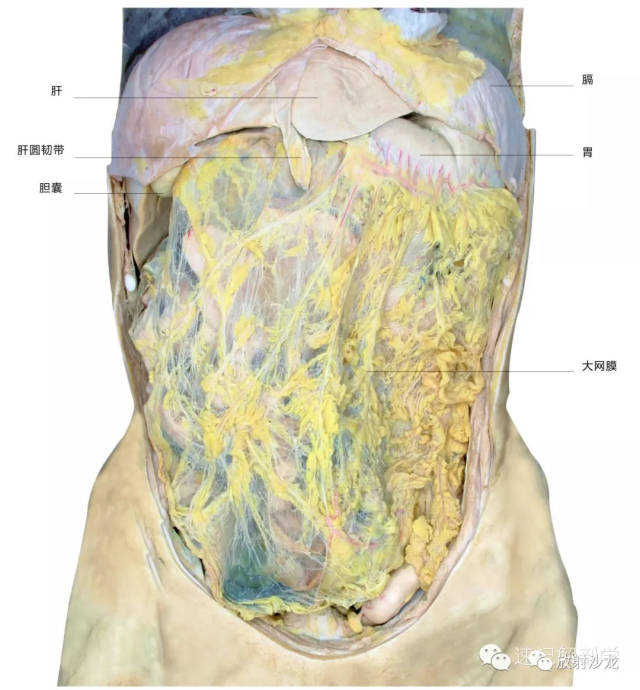 速记解剖歌诀及注释(超级精华)——消化呼吸系统