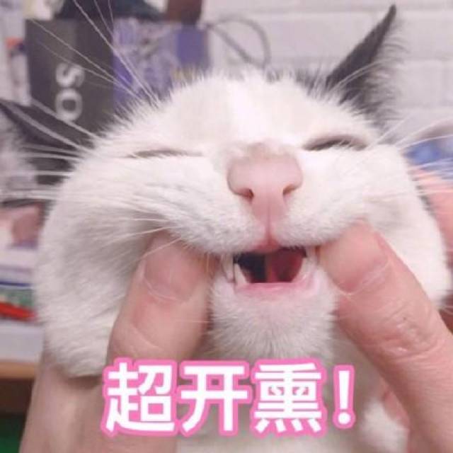 猫咪表情包:快让我看看怎么年纪轻轻就傻