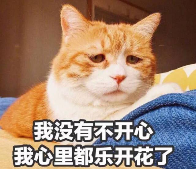 就算是个凌乱的表情包 你也能从喵的眼神里觉察出 它神秘复杂的内心