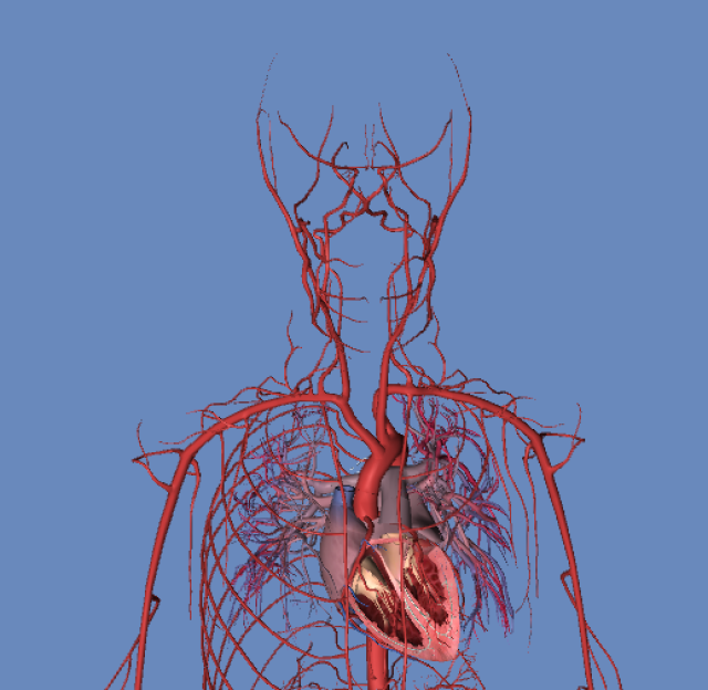 人体血管模拟 3d图 动画版(超清晰),肯定有用!