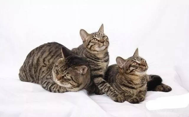 情报局|我们一起学猫叫,一起喵喵喵
