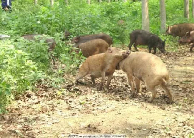 农村男子遭野猪袭击,不幸身亡!群狗大战野猪视频曝光……