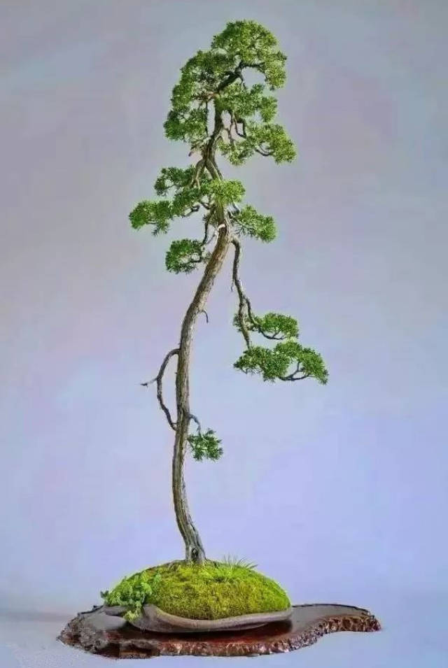 自然赋予凄美强韧的生命力,却有诗情画意的文人真柏盆景