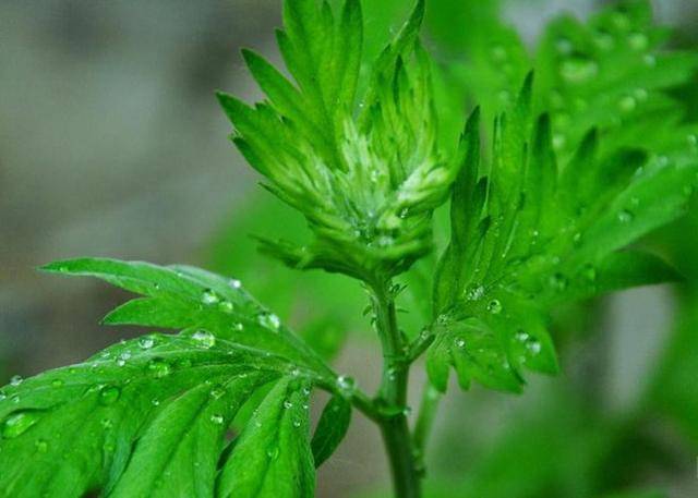 青蒿与茵陈