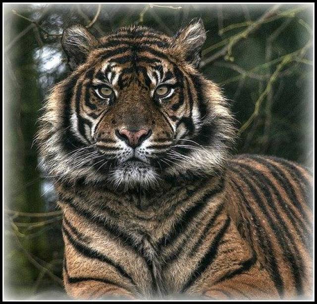 苏门答腊虎与美洲虎