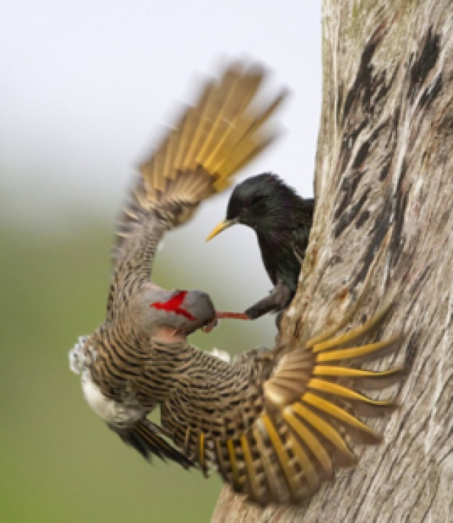 霸座高铁博士鸠占鹊巢,并非人间罕事!