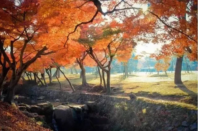 番禺中旅带你玩转日本枫叶季,满足您对秋天的幻想!图片