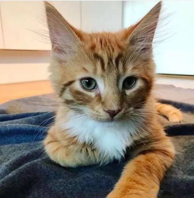 十橘九胖?这只长成小松鼠的小奶猫,帅到突破天