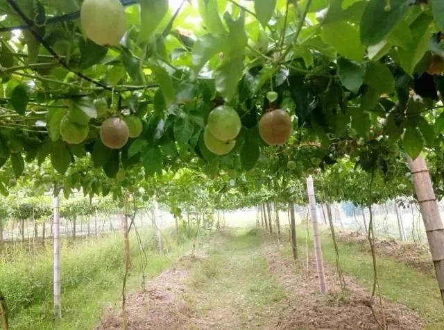 新华网揭秘:一杯奶茶带火武平百香果,“网红”离“产业红”有多远!