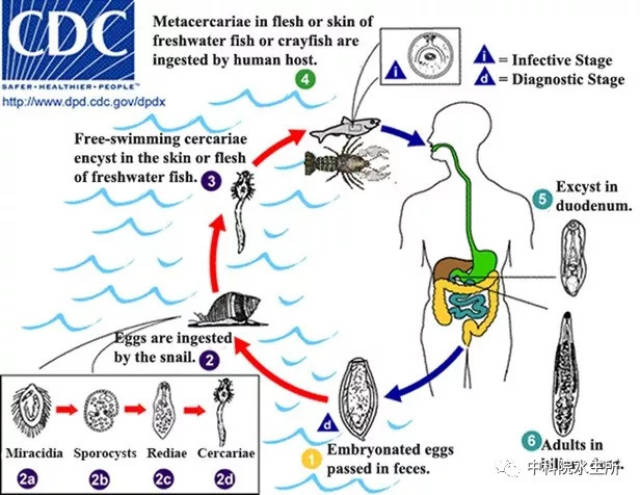 华支睾吸虫的生活史