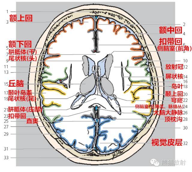 【解剖入门】颅脑ct断层(中英文对照)