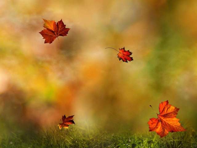 读睡古诗词 秋风萧瑟向枝头,落叶飘零顺水流