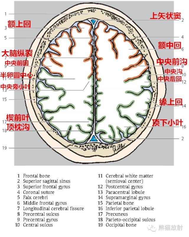 【解剖入门】颅脑ct断层(中英文对照)