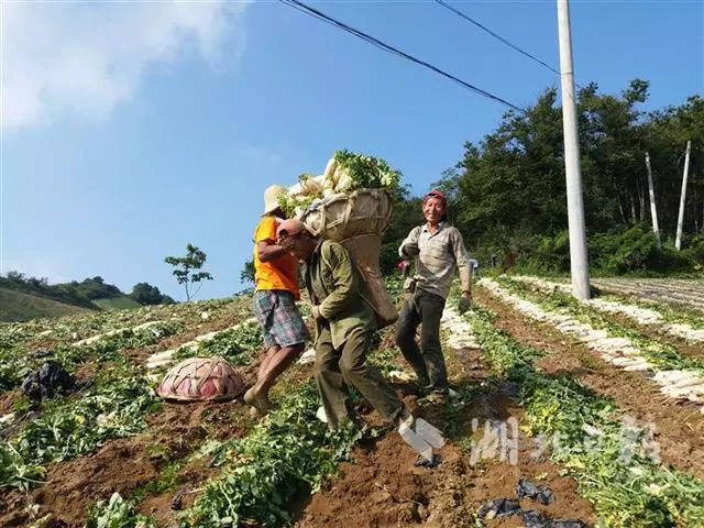 长阳土家族自治县火烧坪乡是全国有名的高山反季节无公害蔬菜基地