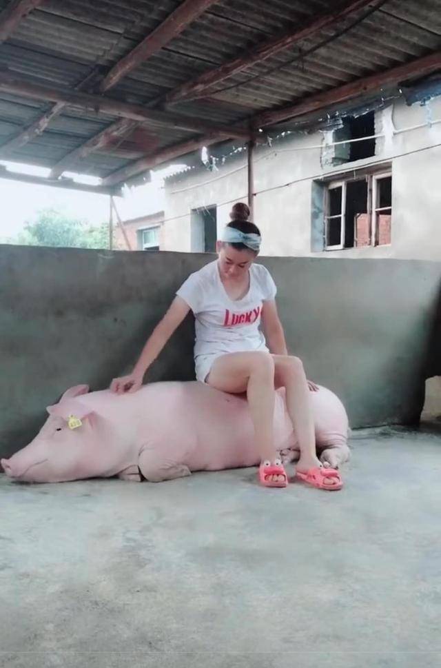 美女把猪当做最好的朋友,不仅趴在猪身上睡觉,还给猪踩背!