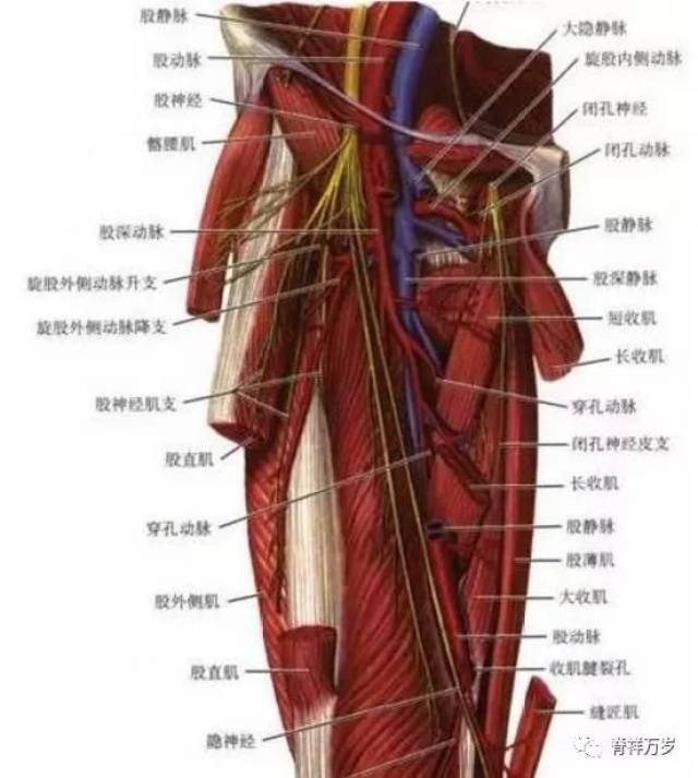 神经走向需牢记,提高手法针灸针刀基本功.