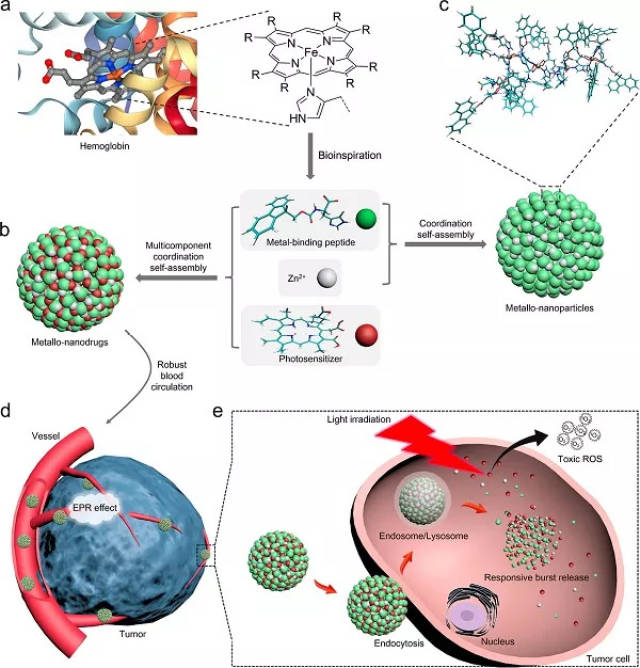 jacs 多组分配位自组装设计的智能肽基超分子光动力金属纳米药物