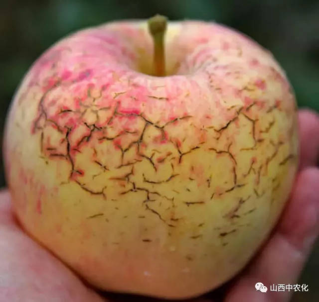 苹果裂果原因是什么,如何预防?