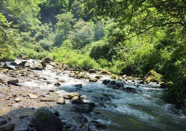 与鸡冠山毗邻的鞍子河,也是一个林幽水碧的自然保护区.