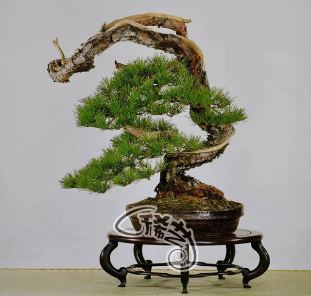 台湾盆景大师告诫:当一个快乐的盆景艺术收藏家