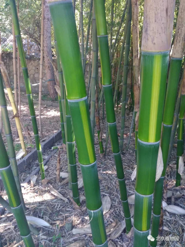 属 黄秆乌哺鸡竹 phyllostachys vivax'aureocaulis 刚竹属 灰竹