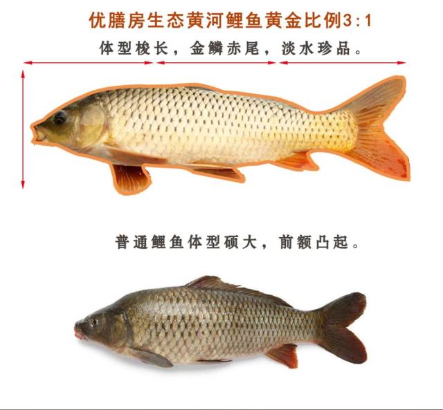 河南郑州特产优膳房生态黄河大鲤鱼,中秋商务送礼够有