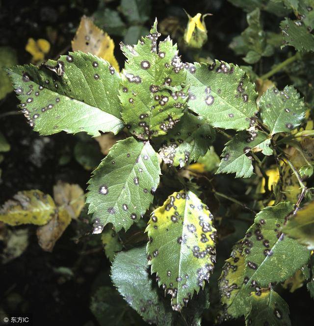 动物炭疽病和植物炭疽病一样吗?患病症状是什么?如何进行防治?