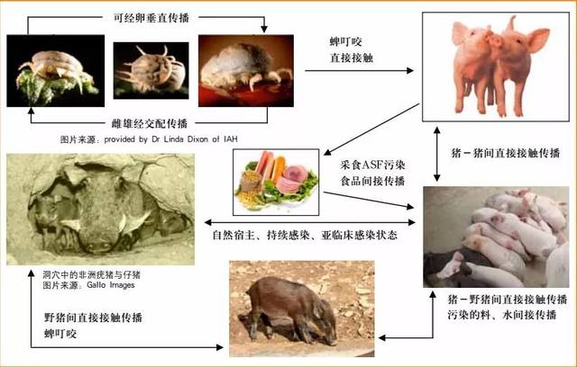 非洲猪瘟有哪些传播途径?