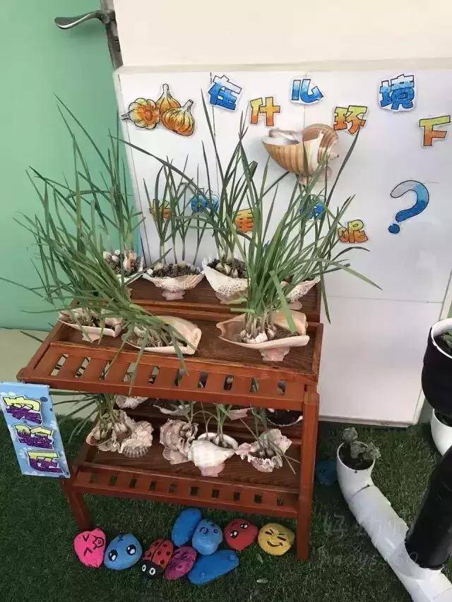 小小传承人:幼儿园植物角新玩法,让种植成为孩子探索自然的起点