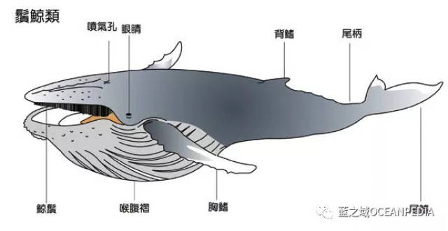 如果人不小心被鲸鱼吞进肚子里,还存活的几率有多大?
