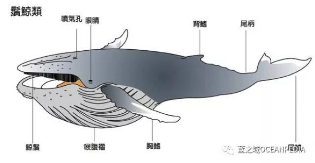 01 须鲸 这种鲸鱼吃东西会将嘴巴张的很大 一口食物连着海水一同吞