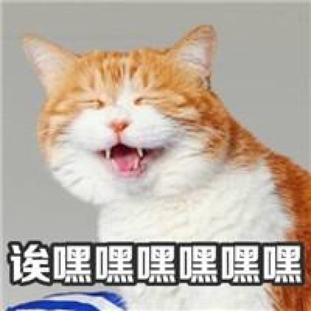 猫咪可爱表情包人为什么要上班