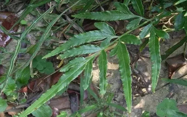 新丰常见的这种草据说是"凤凰尾"转世,癌毒克星!_手机搜狐网