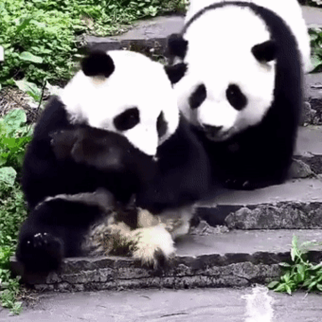 你见过熊猫被惊吓后的表情吗?让人笑到流眼泪