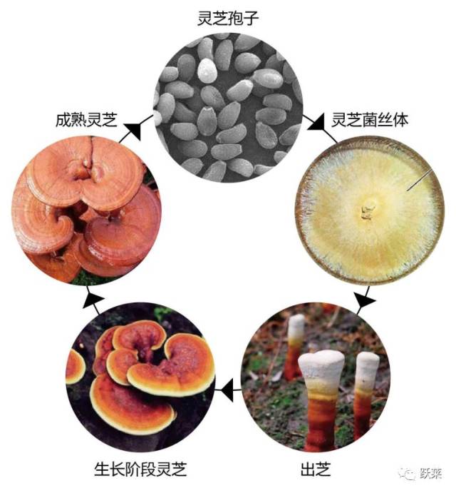 仙草灵芝的前世今生,你了解吗?