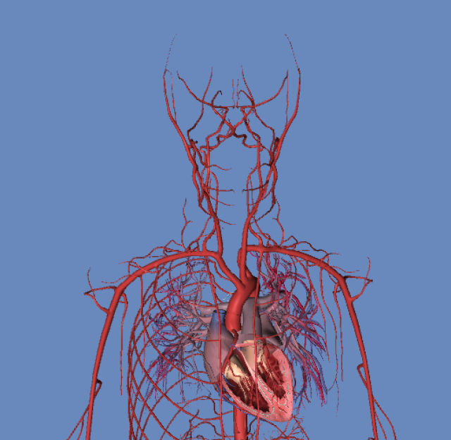 人体血管模拟 3d图 动画版(超清晰)