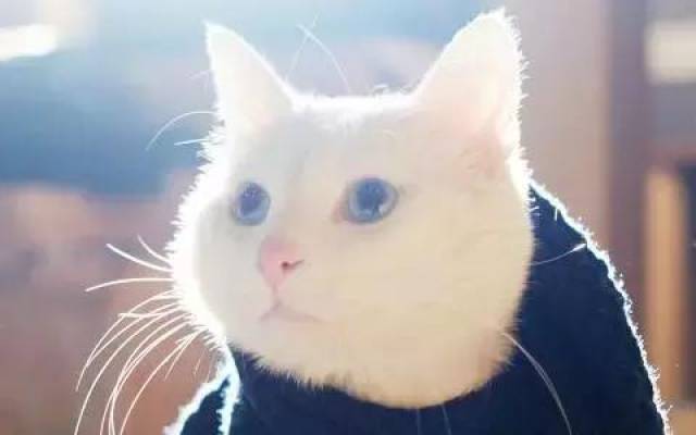 七猫免费小说能不能看剑来 78ba813e4fce44b6b5d79eb977f20421.jpeg