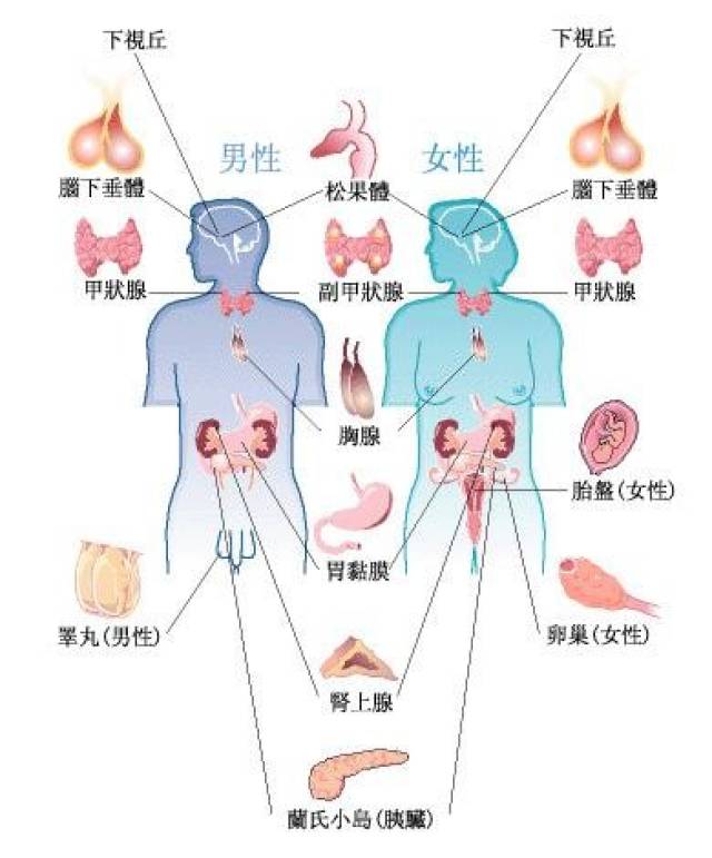 精油是如何通过人体荷尔蒙,掌管了你的爱情?