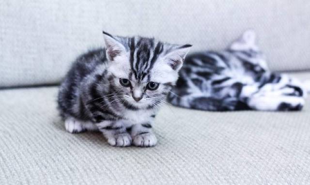 满月小猫不会自己吃,满月的小猫能吃蛋黄吗